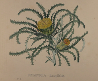 Van Geel botanicals